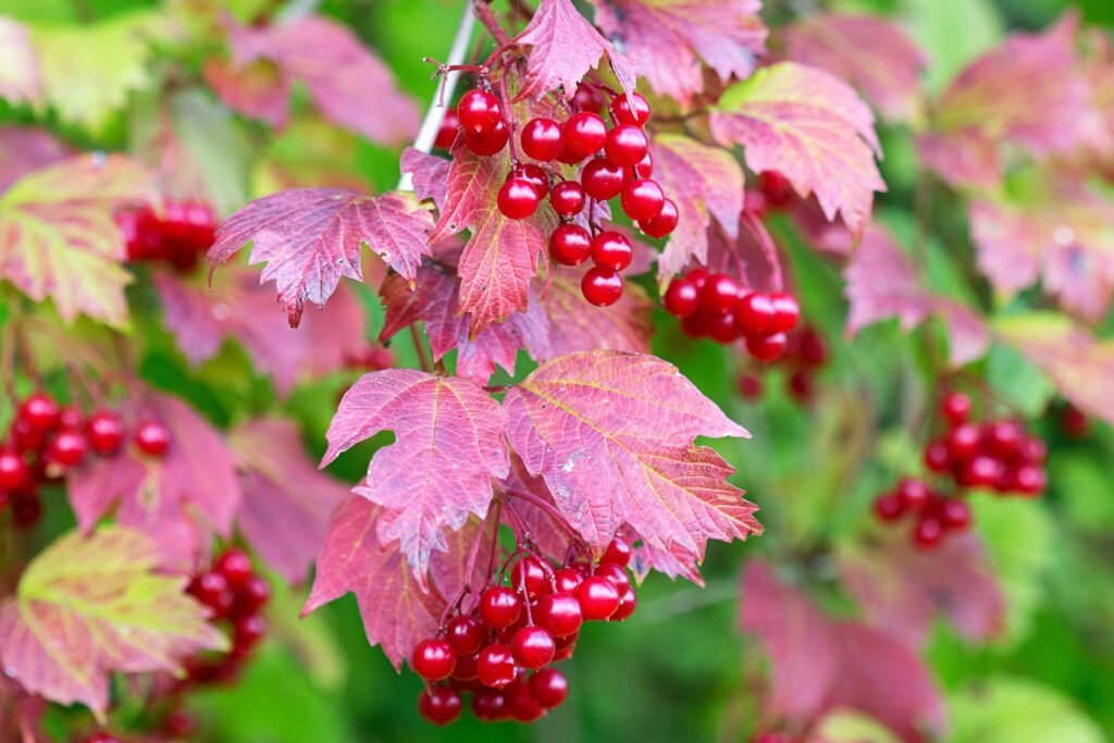 Guelder Rose - Viburnum opulus