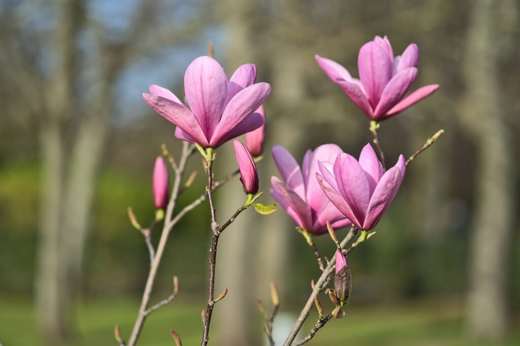 Lily Magnolia - Magnolia liliiflora