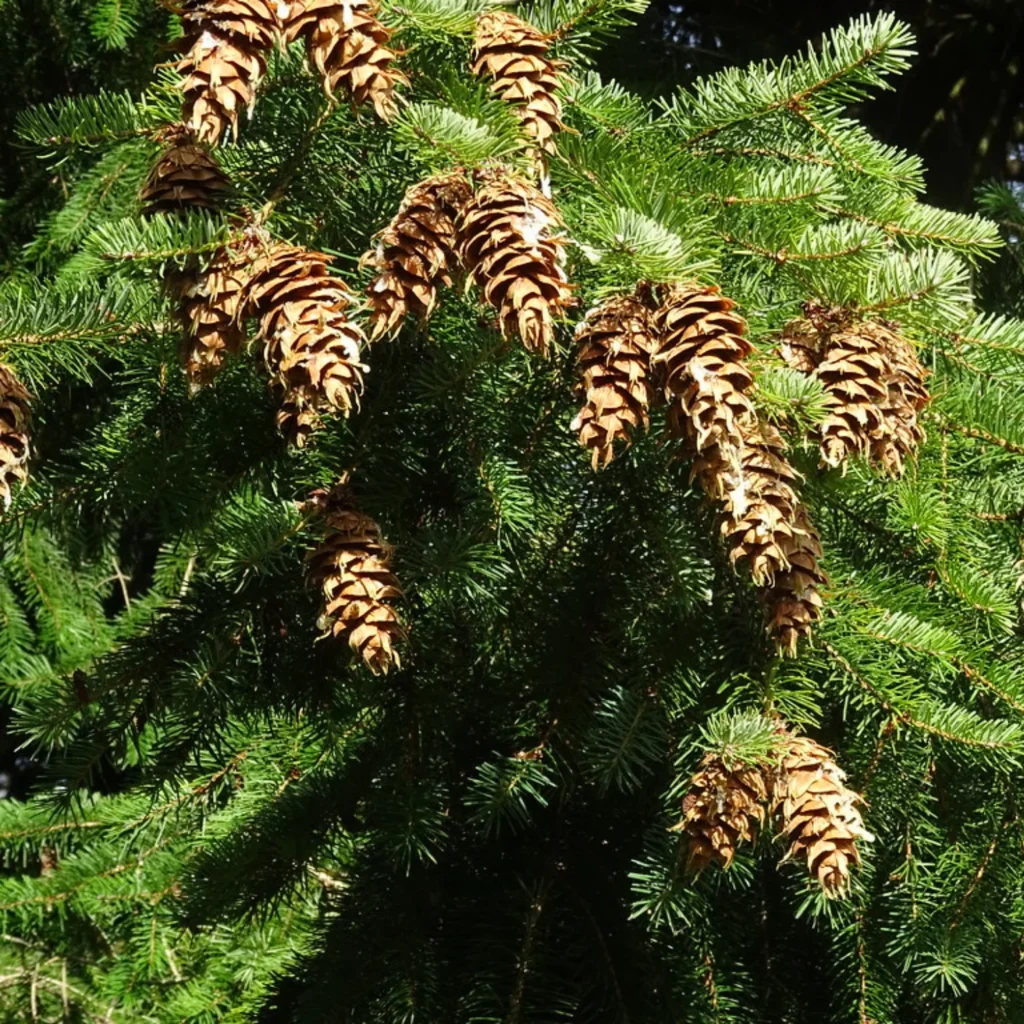 Douglas Fir - Pseudotsuga menziesii