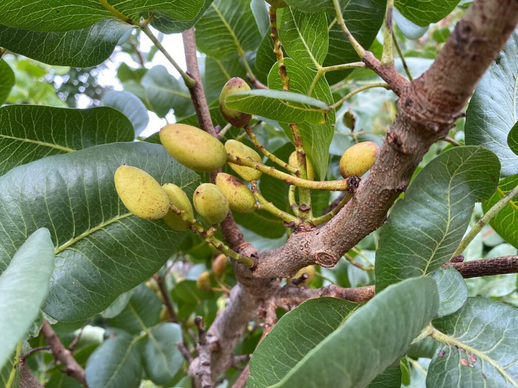 Pistachio - Pistacia vera
