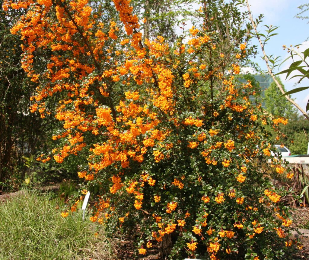 Darwin's Barberry - Berberis darwinii