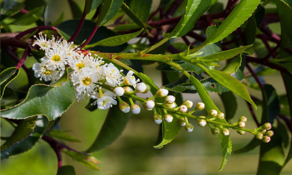 Portugal Laurel - Prunus lusitanica