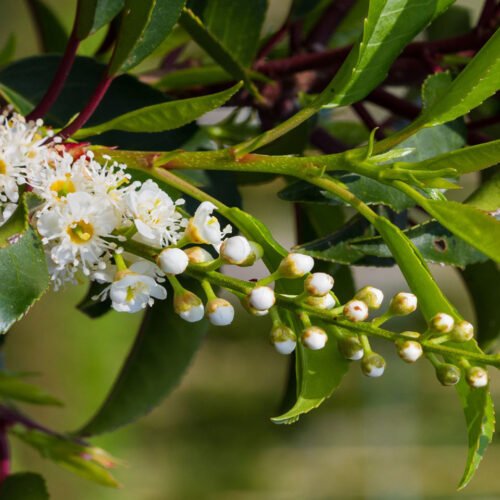 How to grow Portugal Laurel (Prunus lusitanica)