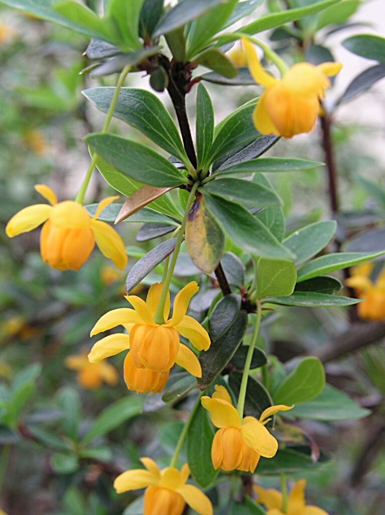 Magellan Barberry - Berberis buxifolia