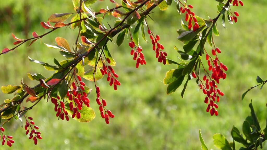 Common barberry - Berberis vulgaris