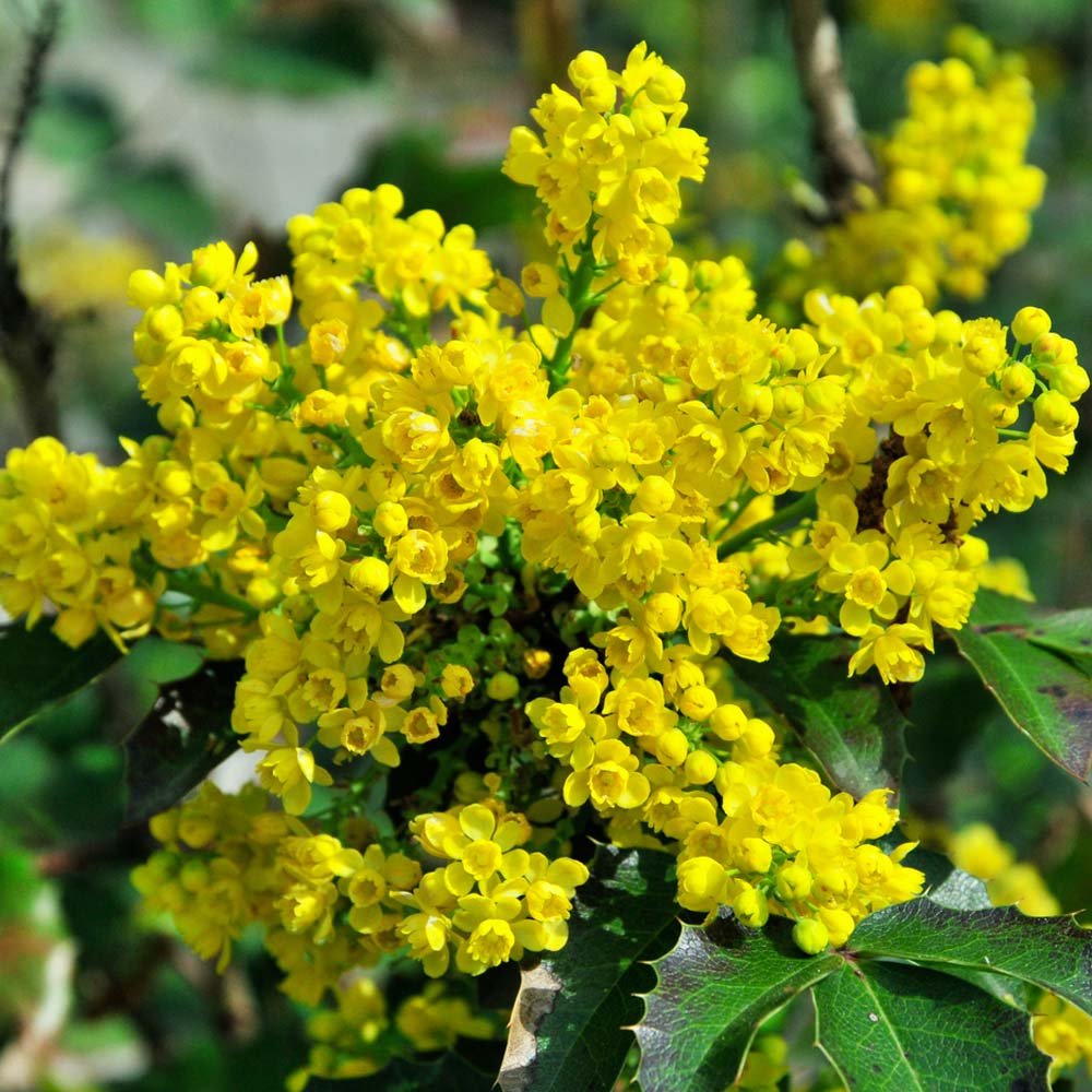Oregon Grape - Mahonia aquifolium