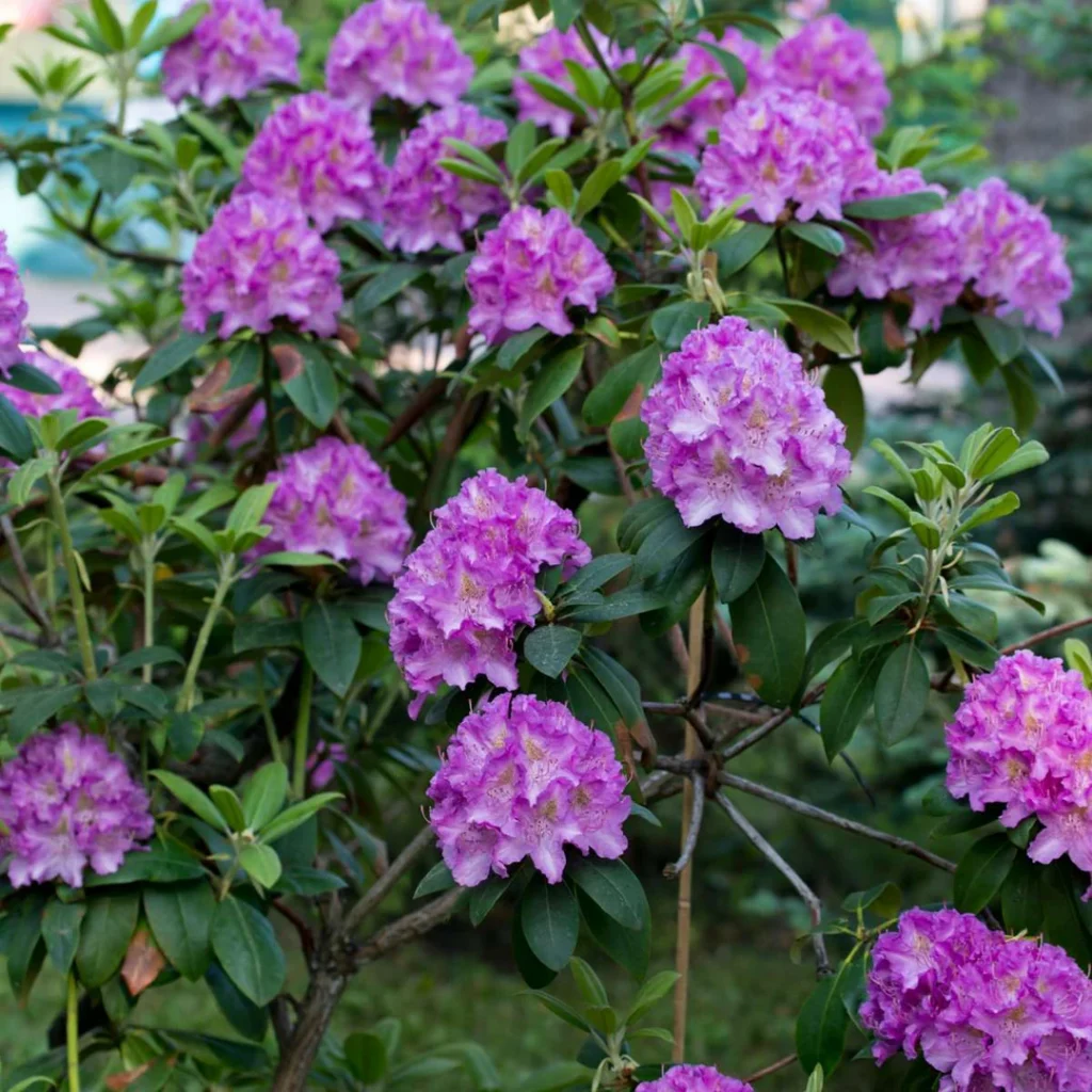 Catawba rosebay - Rhododendron Catawbiense