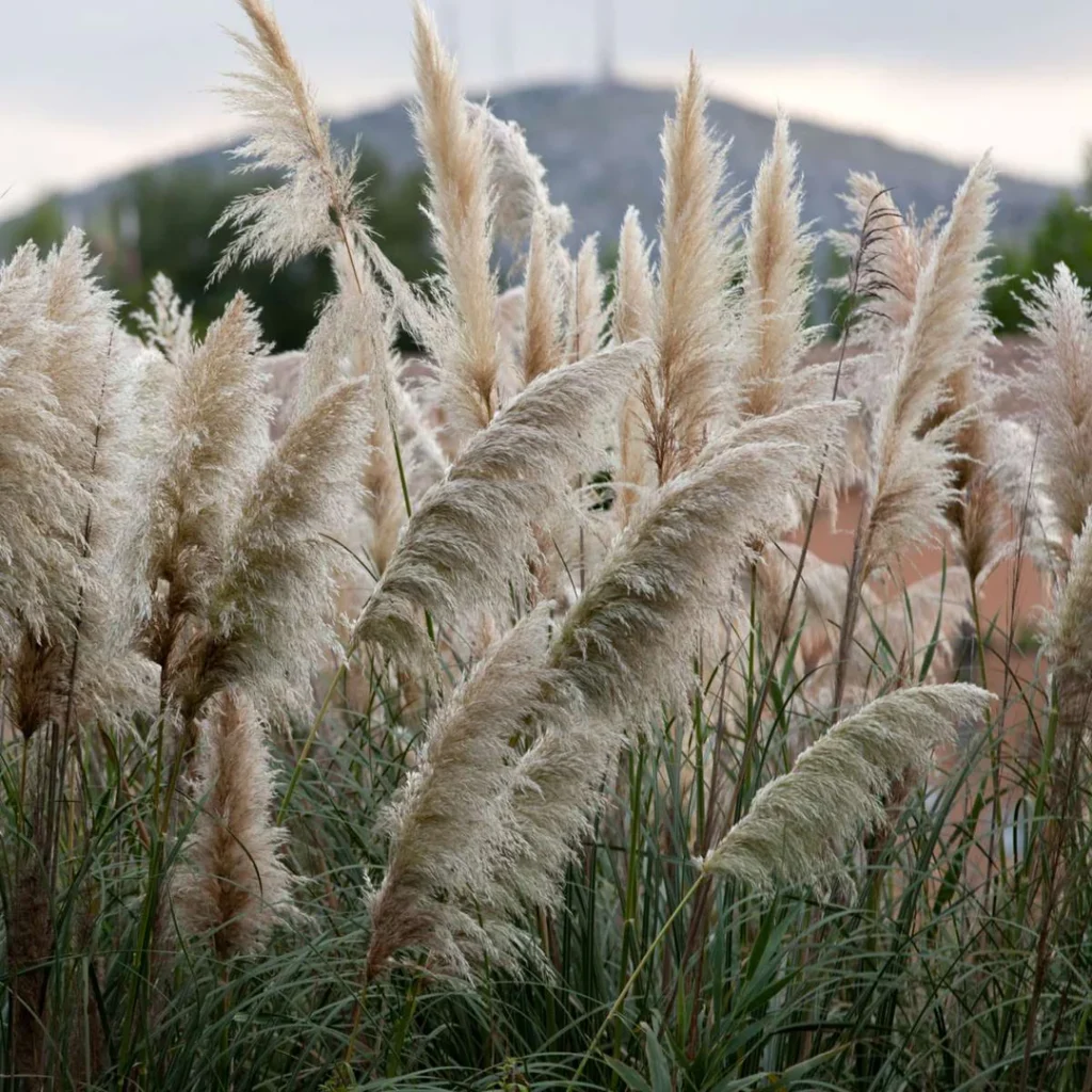 Pampas Grass - Cortaderia selloana