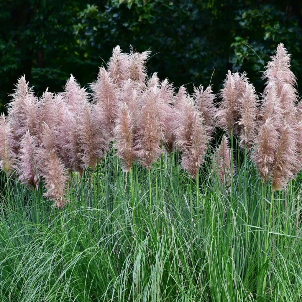 Pampas Grass - Cortaderia selloana