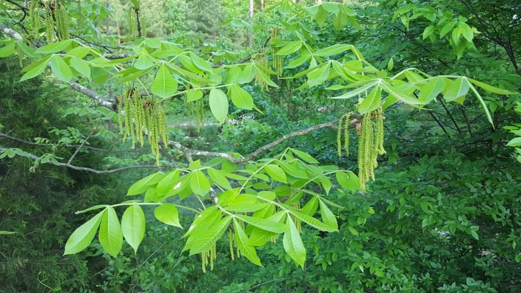 Mockernut Hickory - Carya tomentosa