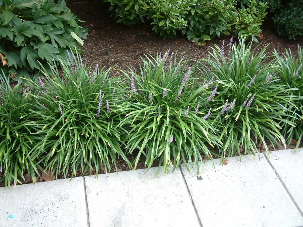 Lilyturf - Liriope muscari