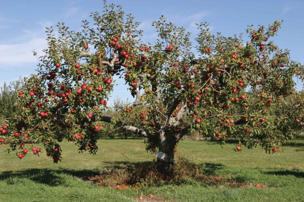 Apple - Malus domestica