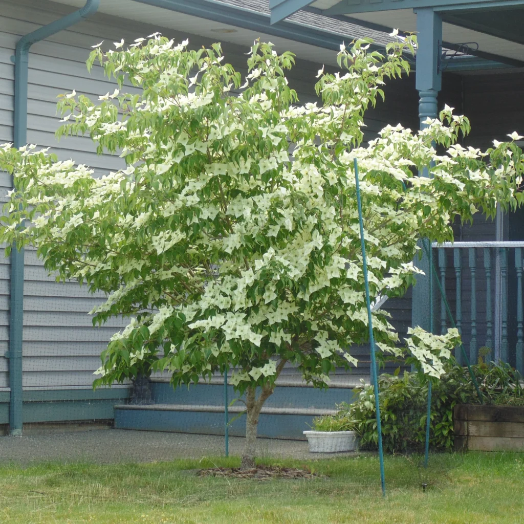 Chinese dogwood - Cornus kousa chinensis