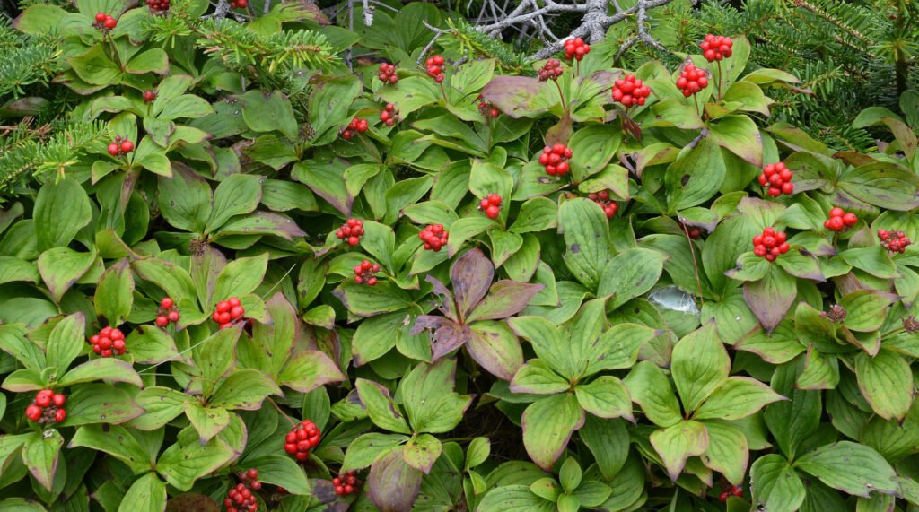 Creeping Dogwood - Cornus canadensis