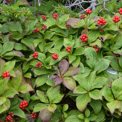 How to grow Creeping Dogwood (Cornus canadensis)