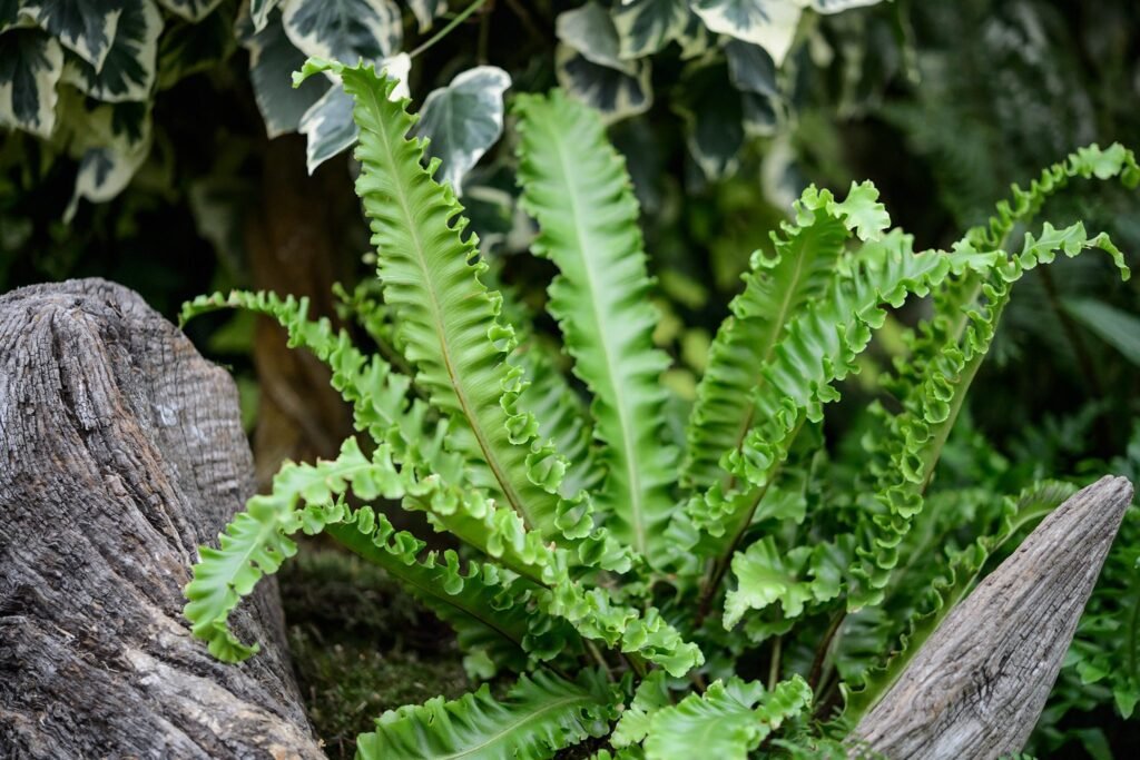 Hart's Tongue Fern - Asplenium scolopendrium