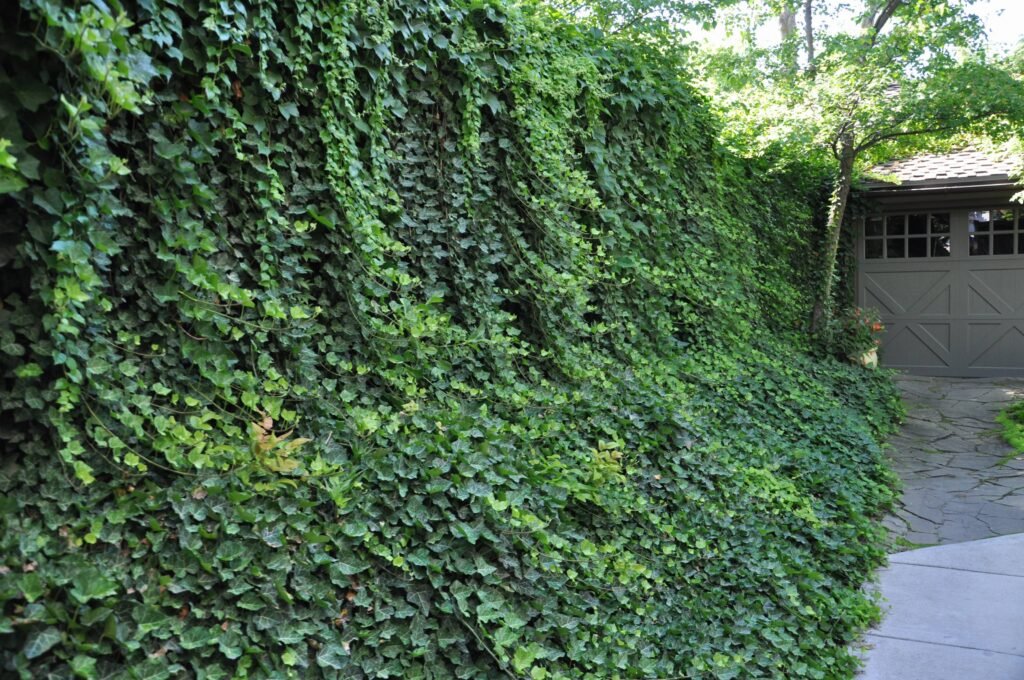 Ivy - Hedera helix