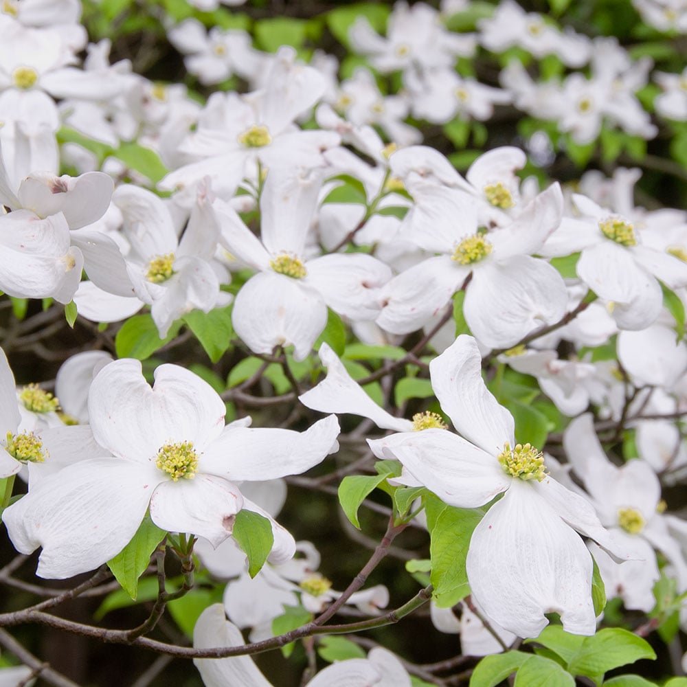 Flowering Dogwood - Cornus florida