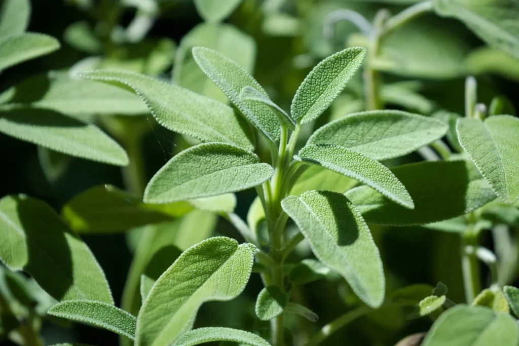 Sage - Salvia officinalis