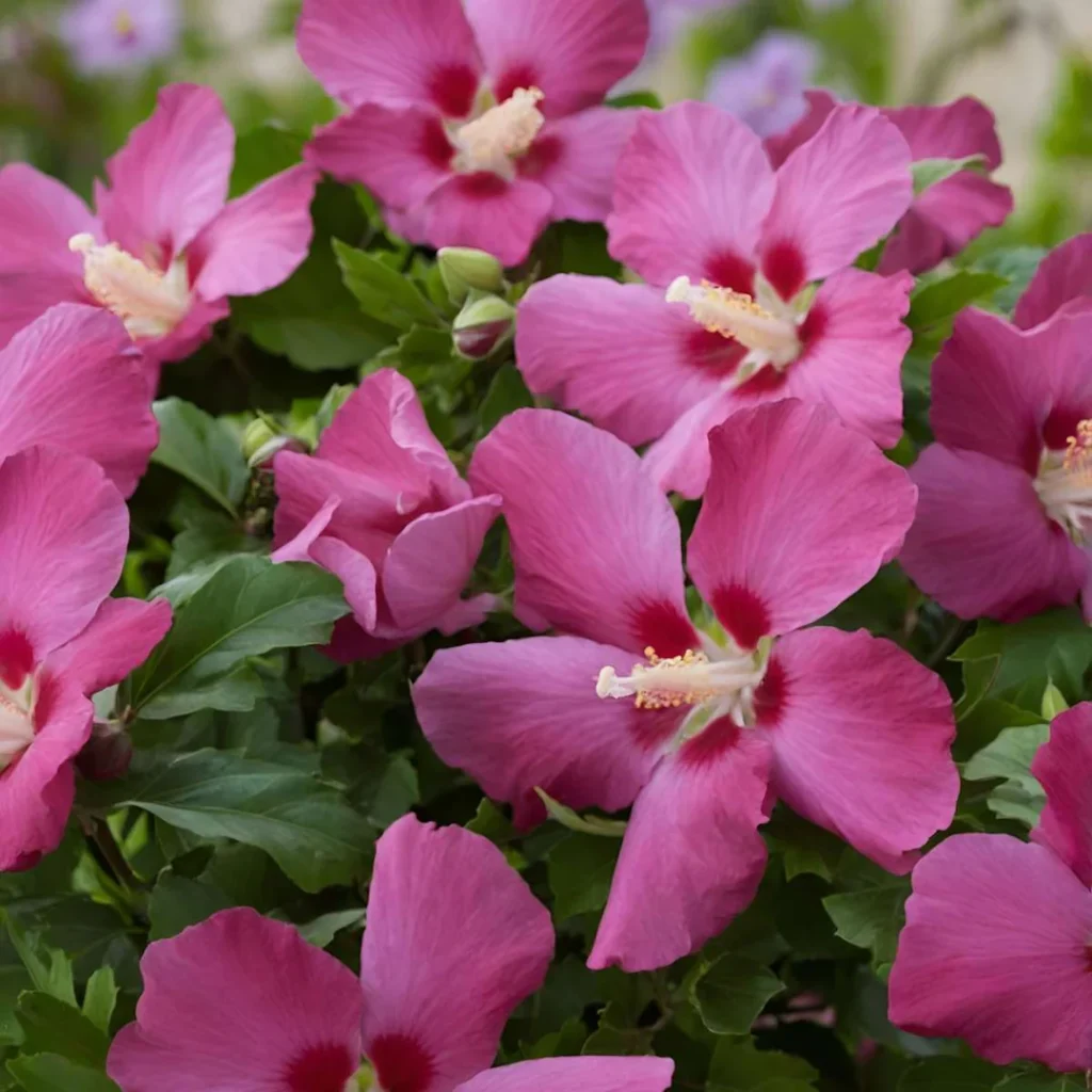 Rose Of Sharon - Hibiscus syriacus