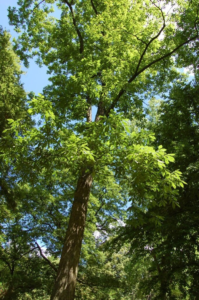 Mockernut Hickory - Carya tomentosa