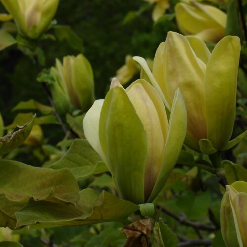 How to grow Cucumber Tree (Magnolia acuminata)