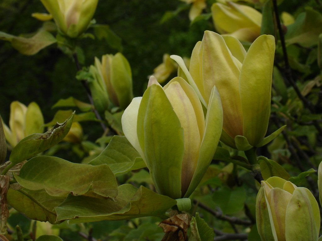 Cucumber Tree - Magnolia acuminata