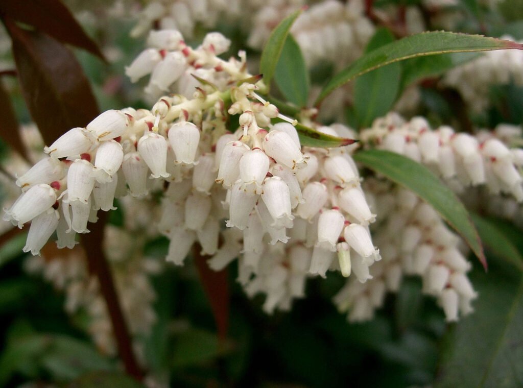 Coastal Doghobble - Leucothoe axillaris