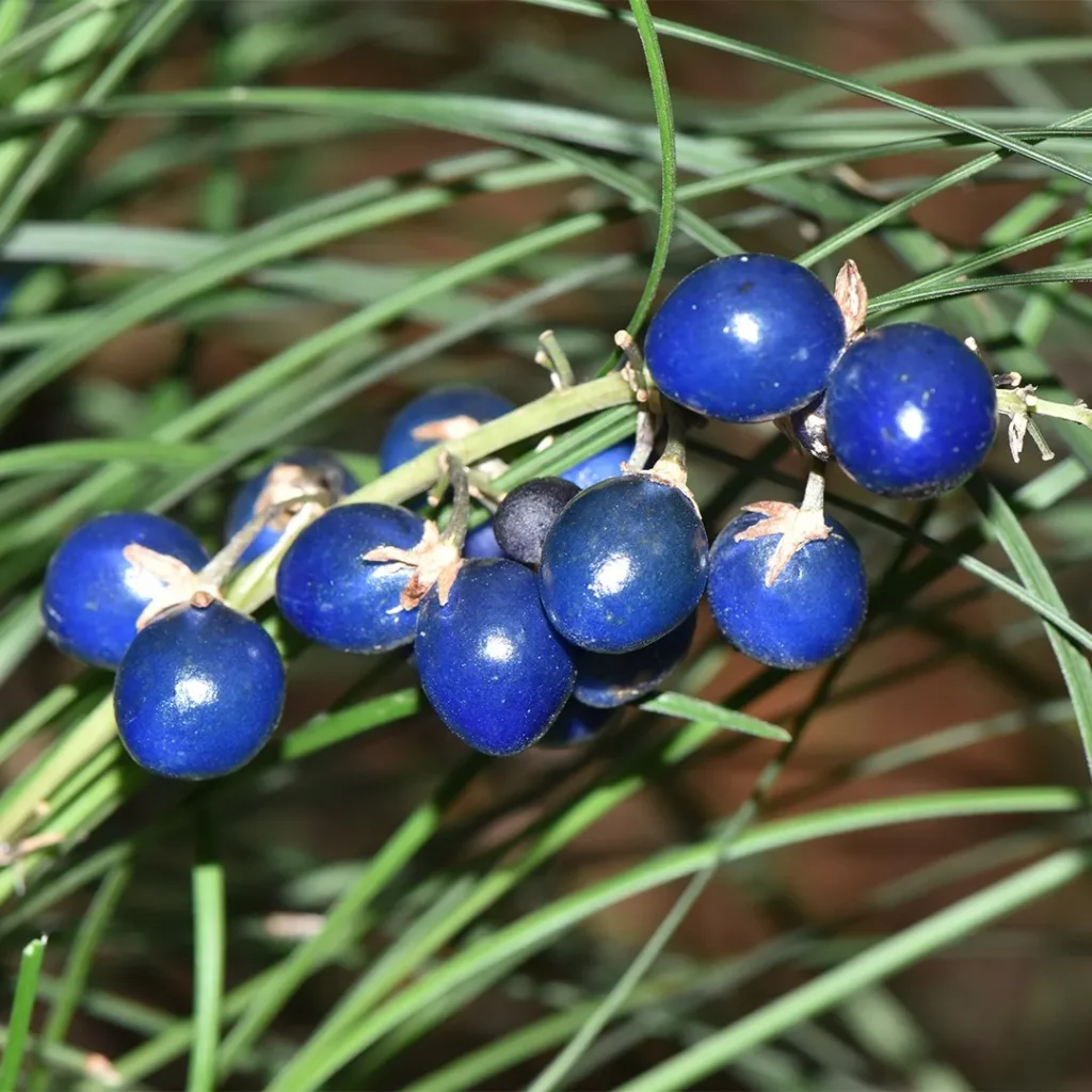 Mondo Grass - Ophiopogon japonicus