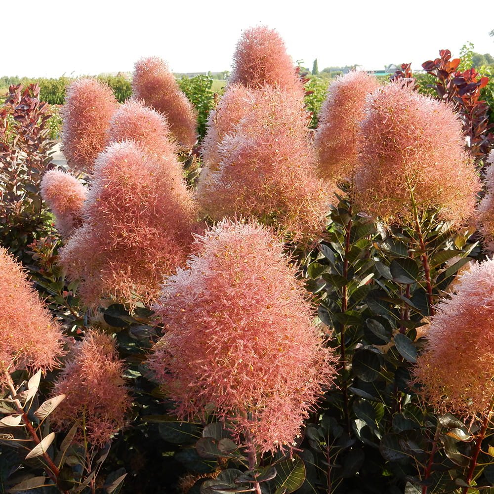 Smoke Tree - Cotinus coggygria
