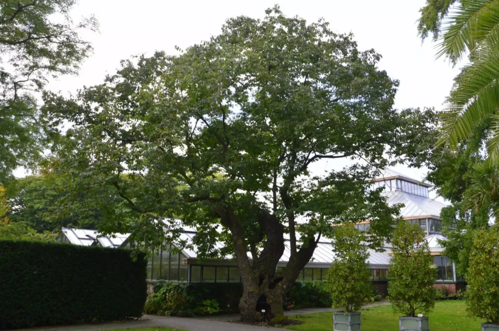 Date Plum - Diospyros lotus