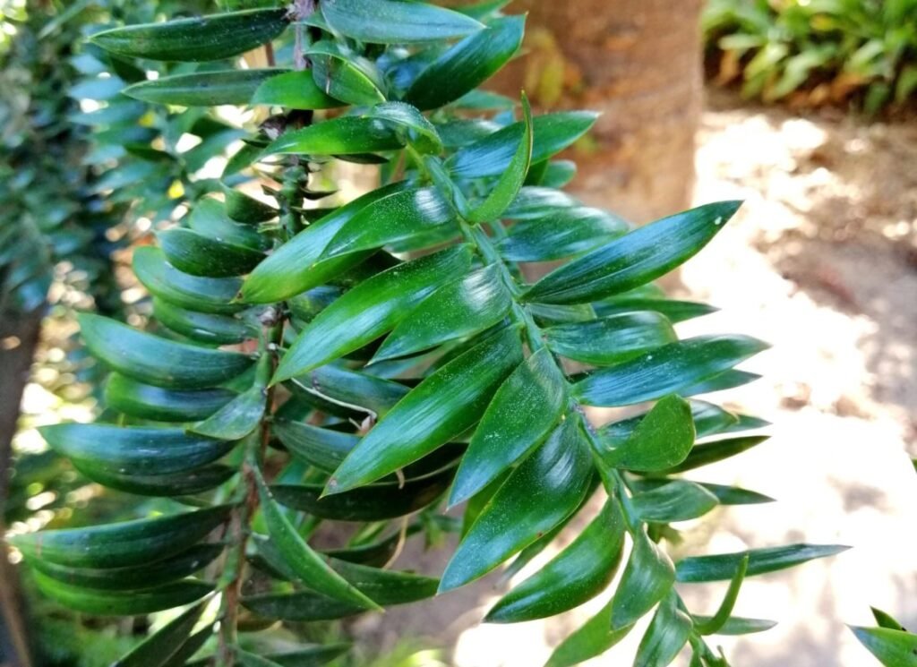 Bunya Pine - Araucaria bidwillii
