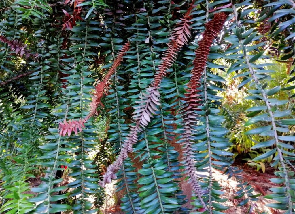 Bunya Pine - Araucaria bidwillii
