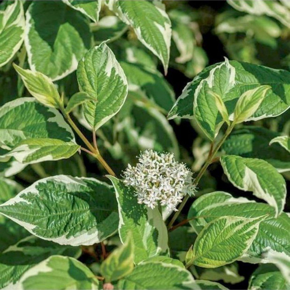 Tartarian Dogwood - Cornus alba