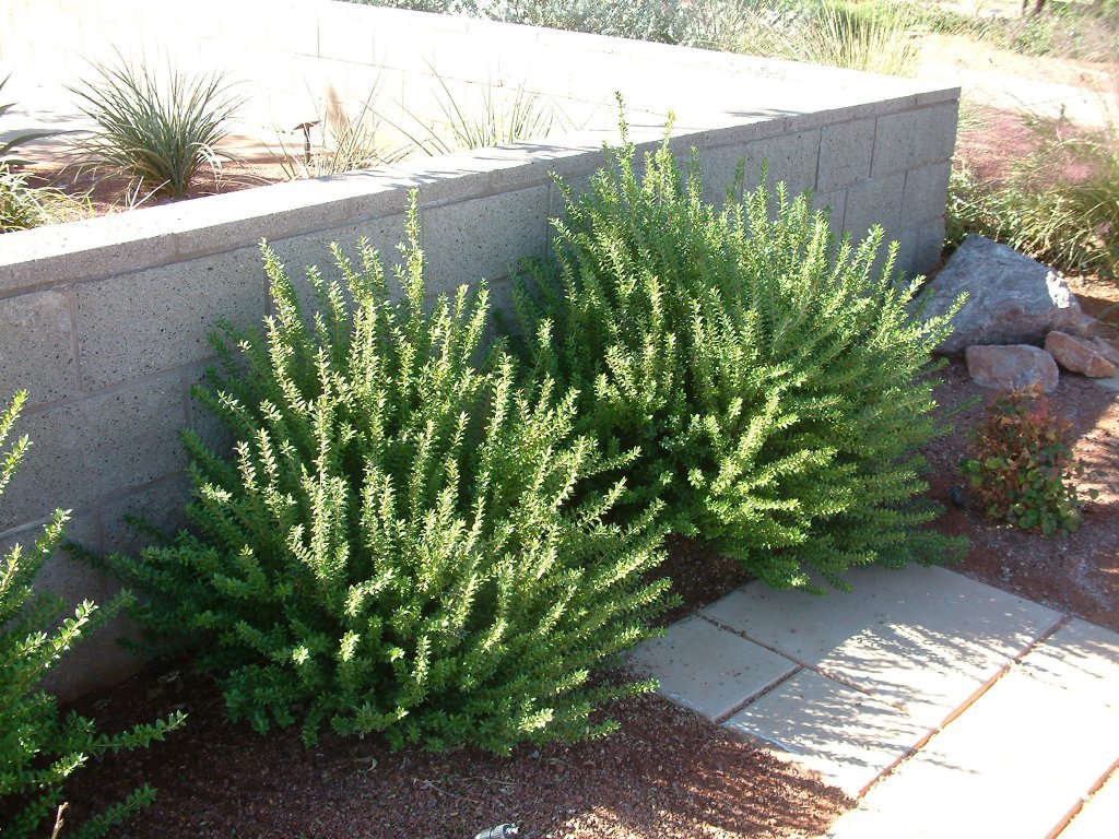 Myrtle - Myrtus communis