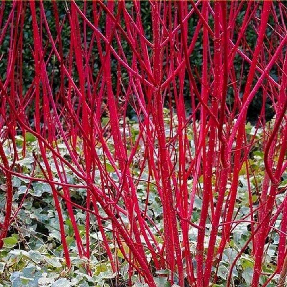 Tartarian Dogwood - Cornus alba