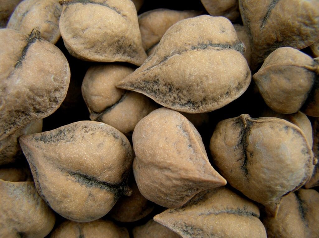 Japanese Walnut - Juglans ailanthifolia