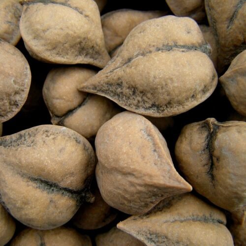 How to grow Japanese Walnut (Juglans ailanthifolia)