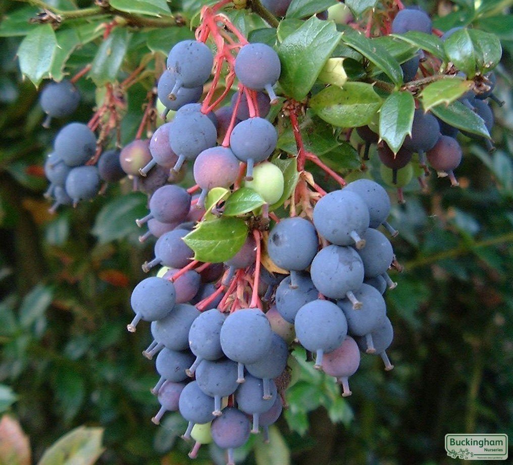 Darwin's Barberry - Berberis darwinii