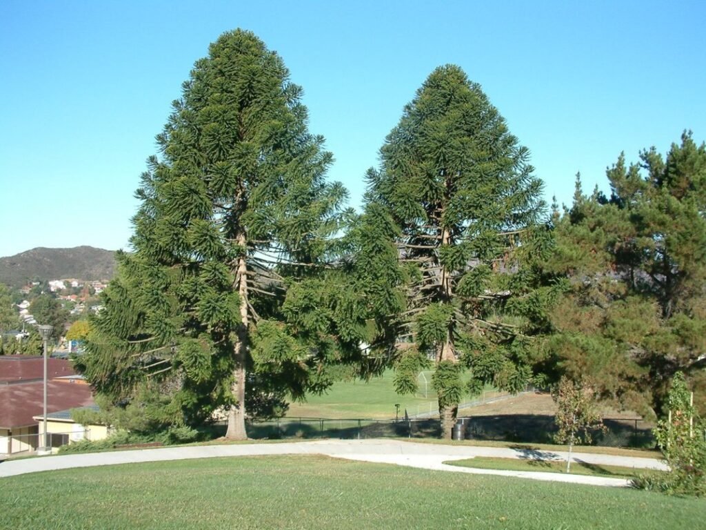 Bunya Pine - Araucaria bidwillii