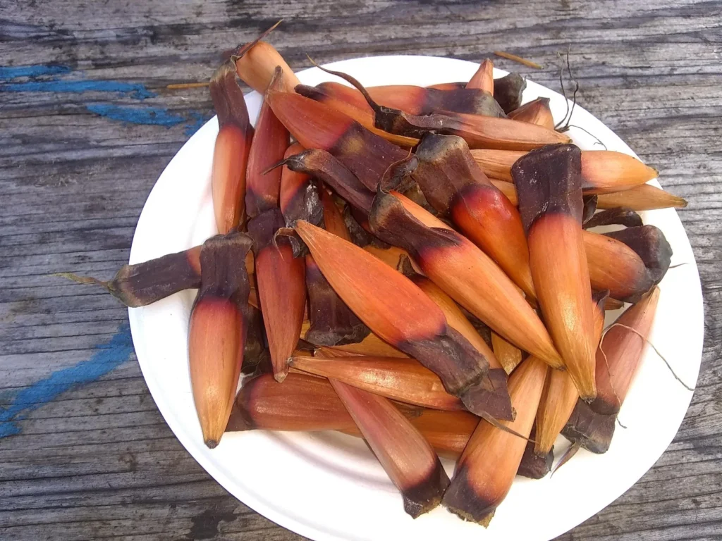 Monkey Puzzle Tree - Araucaria araucana