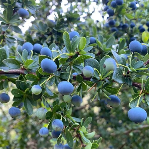 How to grow Magellan Barberry (Berberis buxifolia)