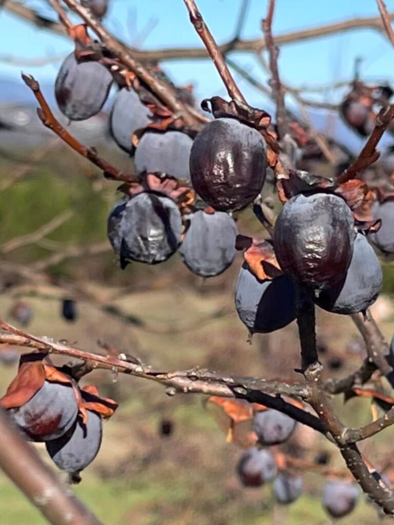 Date Plum - Diospyros lotus