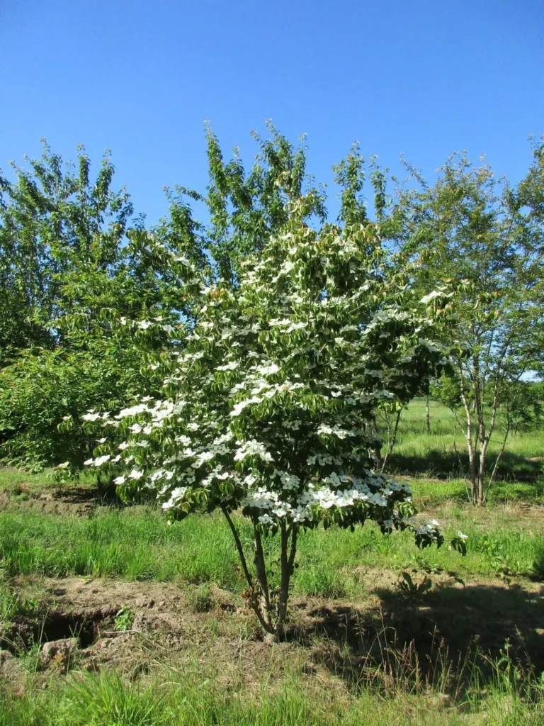 Chinese dogwood - Cornus kousa chinensis