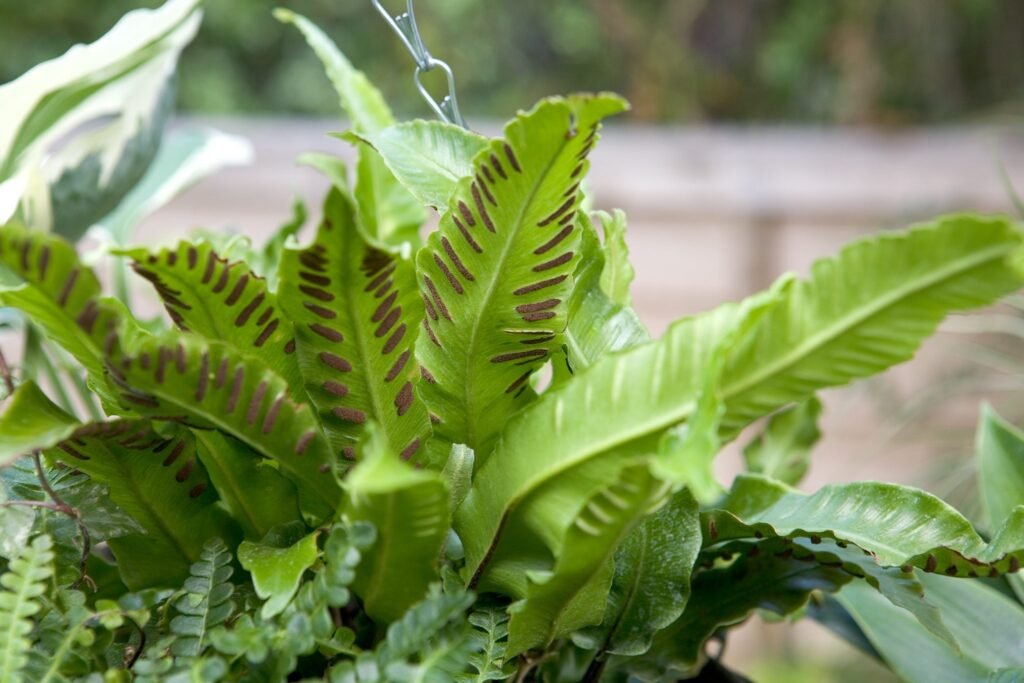 Hart's Tongue Fern - Asplenium scolopendrium