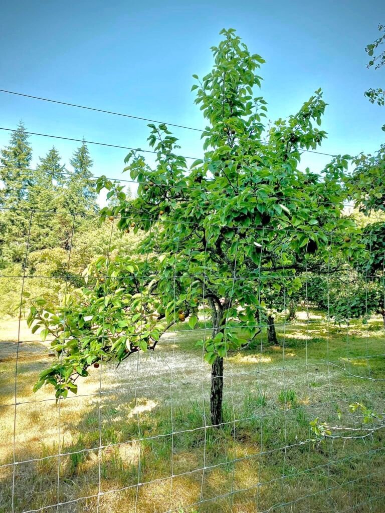 Chinese pear - Pyrus pyrifolia