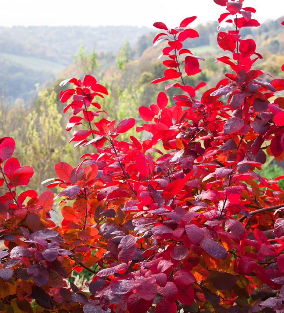 Grace Smoke Bush - Cotinus × dummeri