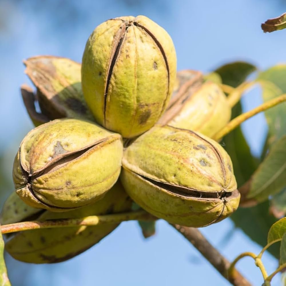 Pecan - Carya illinoinensis