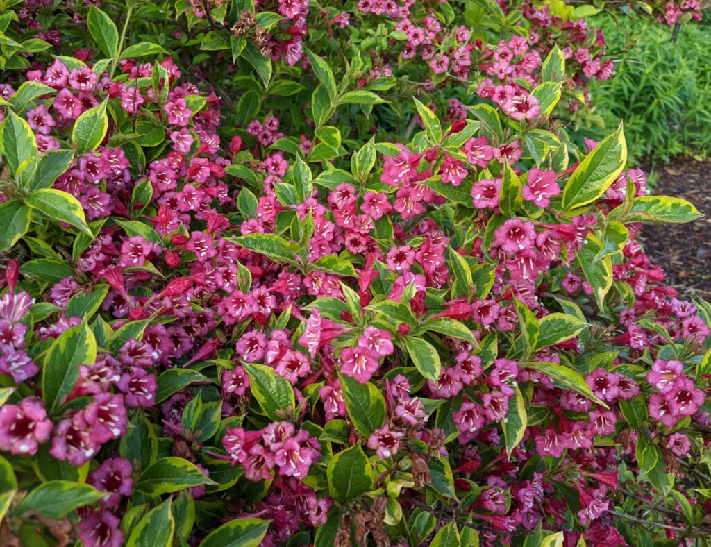 Weigela - Weigela