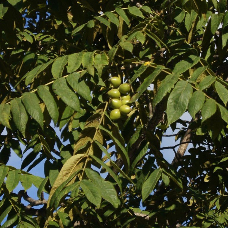 Japanese Walnut - Juglans ailanthifolia